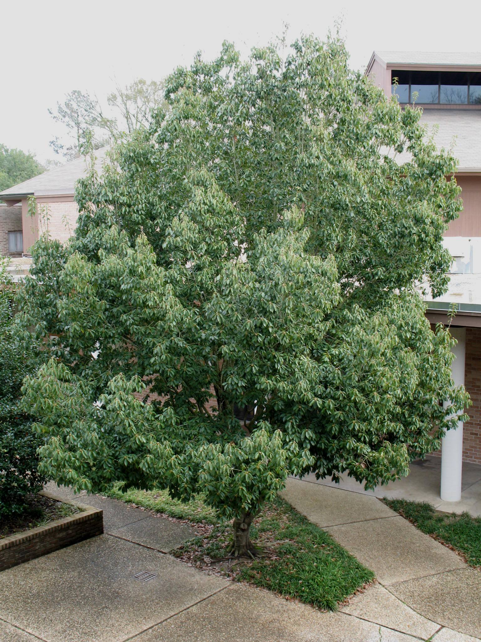 Online Plant Guide - Quercus glauca / Japanese Evergreen Oak